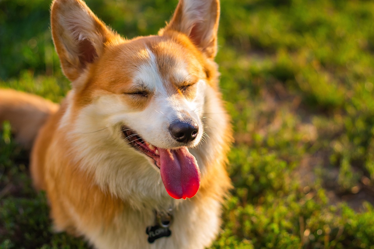 Happy, healthy dog at Stettler Kennels